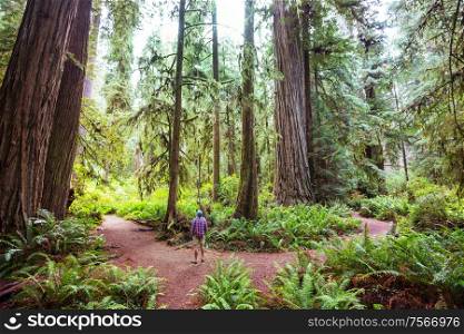 Redwood trees in Northern California forest, USA
