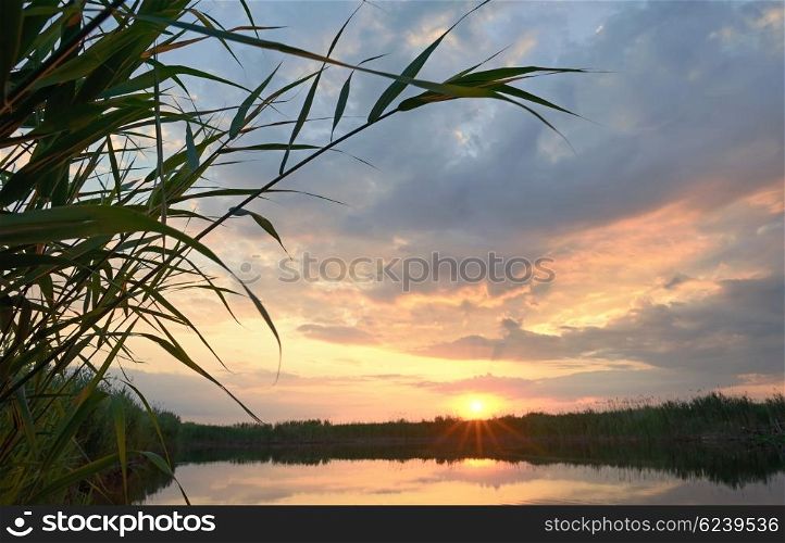 Reed against the sunset in Danube Delta