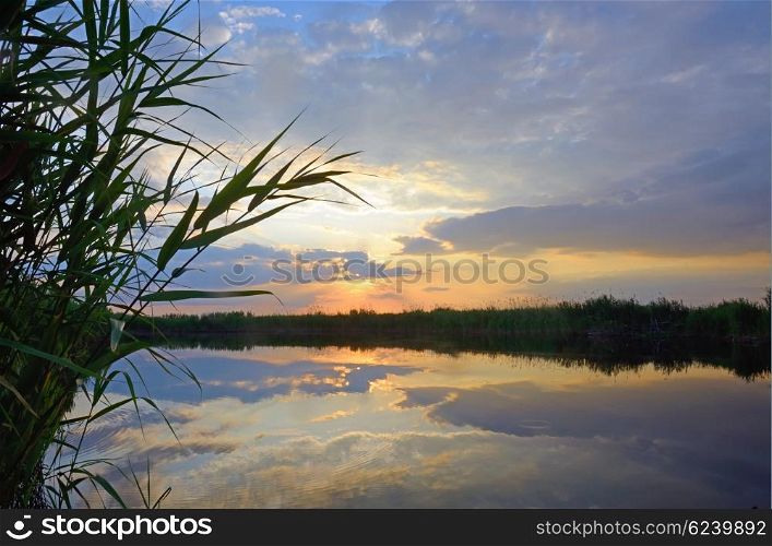 Reed against the sunset on Danube Delta