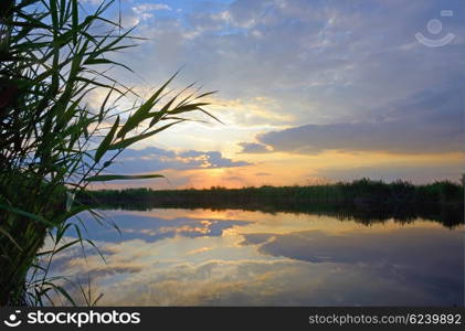 Reed against the sunset on Danube Delta