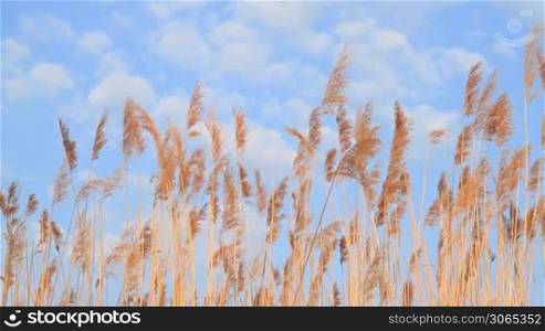 Reed and blue sky