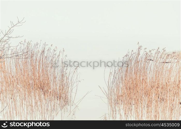 Reed at a frozen snowy in the winter