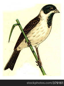 Reed Bunting, vintage engraved illustration. From Deutch Birds of Europe Atlas.