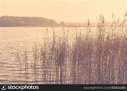 Reed by a lake in the morning sunrise in the autumn season with a forest in the background