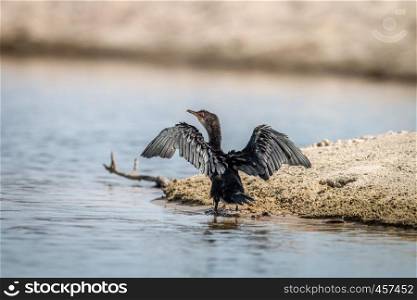 Reed cormorant grooming itself on the sand on the Swahili coast, Tanzania.