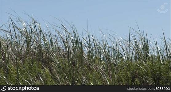 Reed grass growing against clear sky, Cavendish, Prince Edward Island National Park, Prince Edward Island, Canada