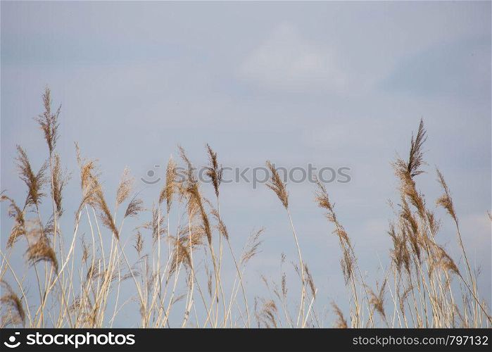 Reed grass in bloom, scientific name Phragmites australis, deliberately blurred, gently swaying in the wind on the shore of a pond, Wind close-up. Reed grass in bloom, scientific name Phragmites australis, deliberately blurred, gently swaying in the wind on the shore of a pond, Wind