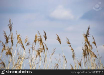 Reed grass in bloom, scientific name Phragmites australis, deliberately blurred, gently swaying in the wind on the shore of a pond, Wind close-up black and white background. Reed grass in bloom, scientific name Phragmites australis, deliberately blurred, gently swaying in the wind on the shore of a pond, Wind background