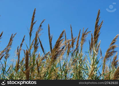 Reed grass with blue sky background