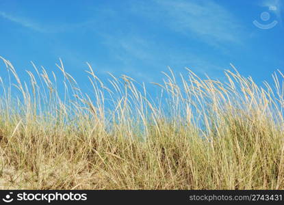 Reed grass with blue sky background