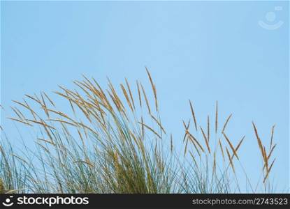 Reed grass with blue sky background (horizontal)