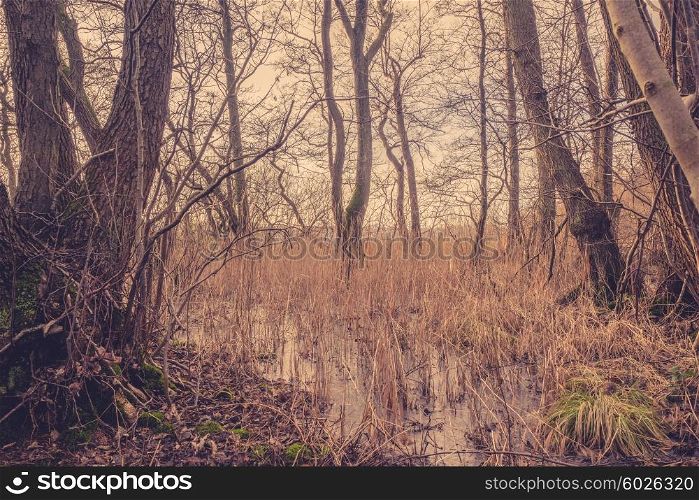 Reed in a frozen lake in a forest