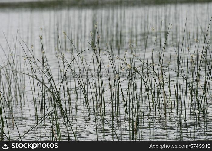 Reed in a lake, Lake of The Woods, Ontario, Canada