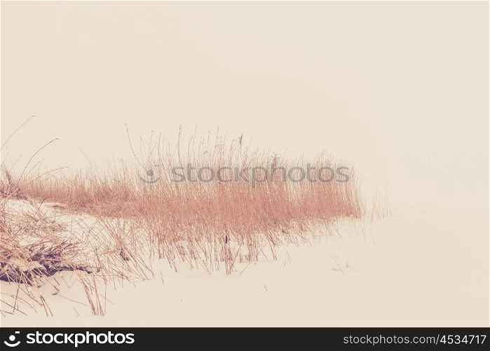 Reed in the snow in the winter on white background