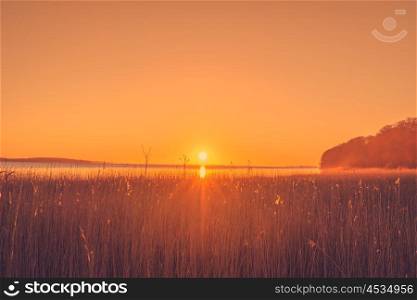 Reed in the sunrise by a lake