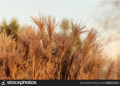 Reed plant. Natural P&as grass autumn background. Cortaderia feather, decorative, botanical. P&as grass in garden environment. Golden brown soft selloana, beautiful outdoors. Reed plant. Natural P&as grass autumn background