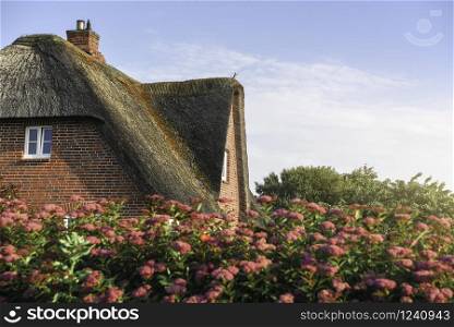 Reed roofed house with rose bushes fence, on Frisian island, Sylt, at North Sea, Germany. Traditional Scandinavian house. Summer day on Sylt island.
