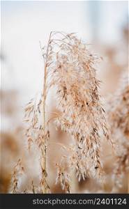 Reed seeds in neutral colors on a light background. Pampas grass. Dry reeds close up. Trendy soft fluffy plant. Minimalistic stylish concept.. Reed seeds in neutral colors on light background. Pampas grass. Dry reeds close up. Trendy soft fluffy plant. Minimalistic stylish concept.