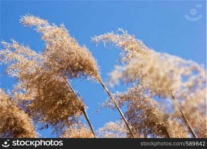 reed swaying in the wind against the blue sky