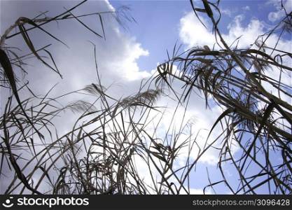 Reed tree