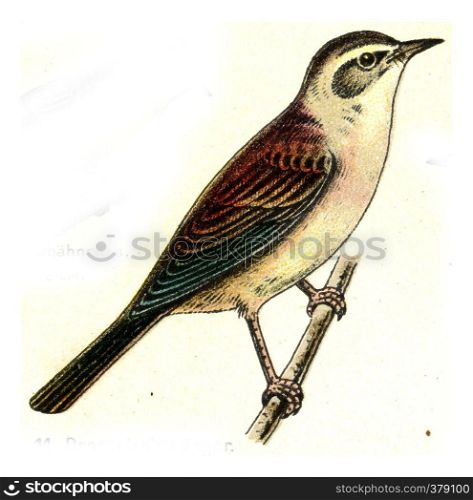 Reed Warbler, vintage engraved illustration. From Deutch Birds of Europe Atlas.