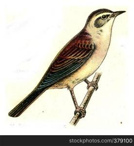 Reed Warbler, vintage engraved illustration. From Deutch Birds of Europe Atlas.