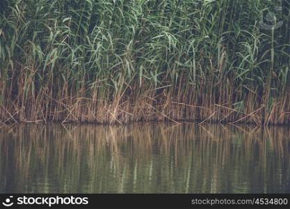 Reed with green leaves by a lake with reflections in the water
