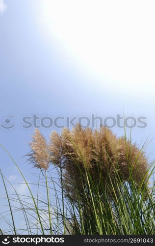 Reeds