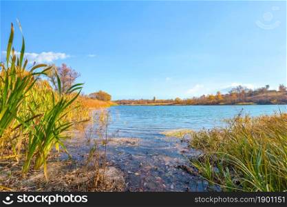Reeds and duckweed on pond in autumn. Pond in autumn