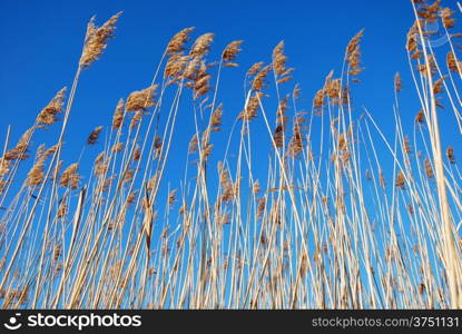 Reeds at blue cloudless sky at the swedish island Oland.