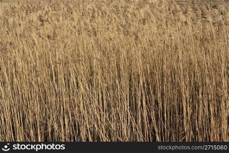 Reeds at seashore