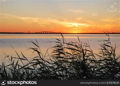 Reeds at sunset by the coast of Baltic Sea on the island Oland in Sweden