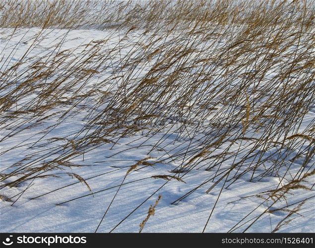 Reeds bent by wind, in deep winter snow. Reeds in winter snow