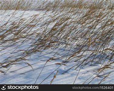 Reeds bent by wind, in deep winter snow. Reeds in winter snow