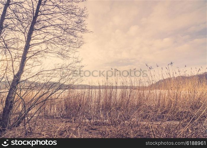 Reeds by a frozen lake in the winter
