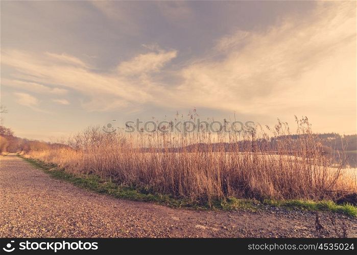 Reeds by a road near a frozen lake in the winter