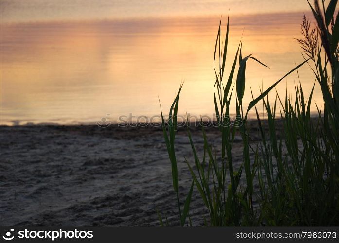Reeds by the beach at a colorful sunset