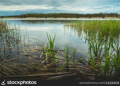Reeds by the lake shore, a spring view, Stankow, Poland