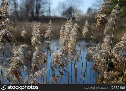 reeds close up in front of pond