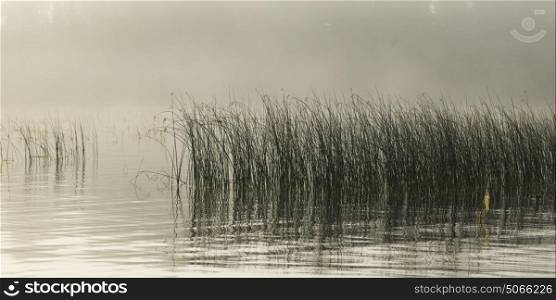 Reeds growing in the lake, Kenora, Lake of The Woods, Ontario, Canada