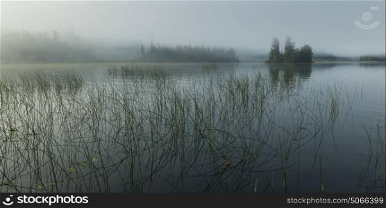 Reeds growing in the lake, Kenora, Lake of The Woods, Ontario, Canada