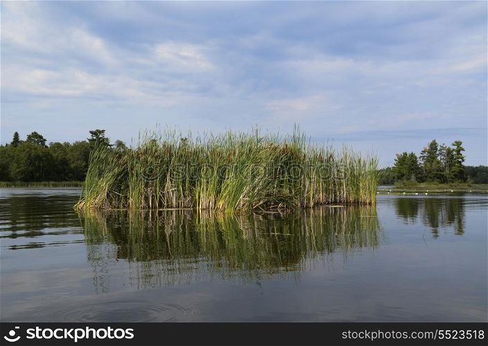 Reeds in a lake, Kenora, Lake of The Woods, Ontario, Canada