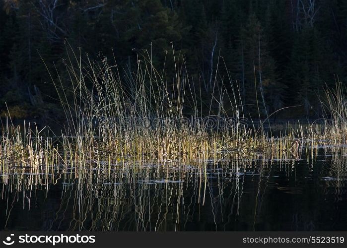 Reeds in a lake, Kenora, Lake of The Woods, Ontario, Canada