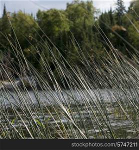 Reeds in a lake, Lake of The Woods, Ontario, Canada