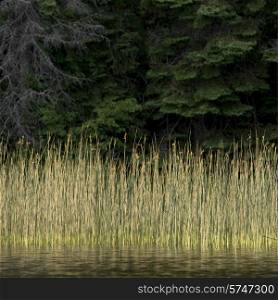 Reeds in a lake, Lake of The Woods, Ontario, Canada