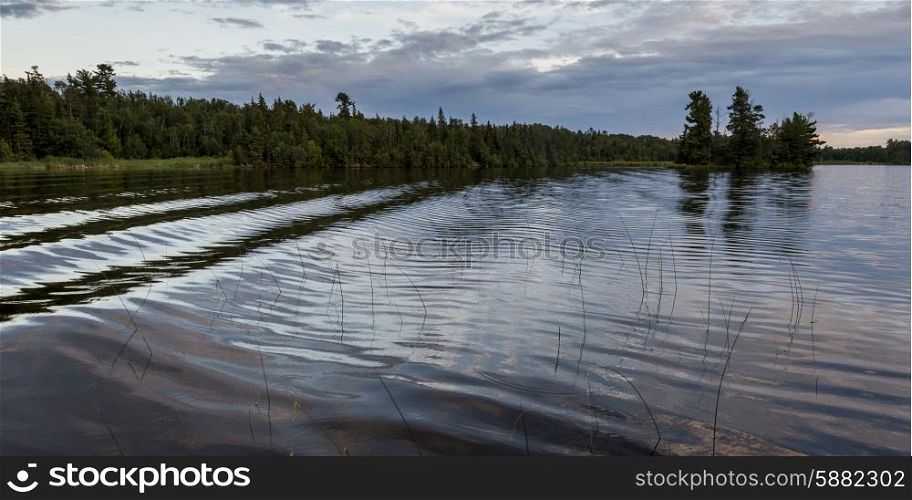 Reeds in a lake, Lake Of The Woods, Ontario, Canada