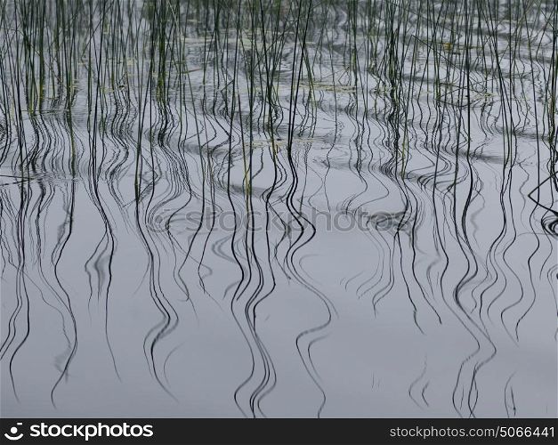 Reeds in the lake, Kenora, Lake of The Woods, Ontario, Canada