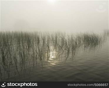 Reeds in the lake, Kenora, Lake of The Woods, Ontario, Canada