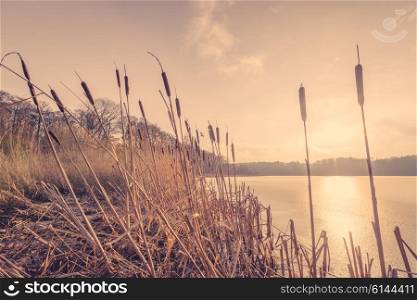 Reeds in the sunset in a frozen river