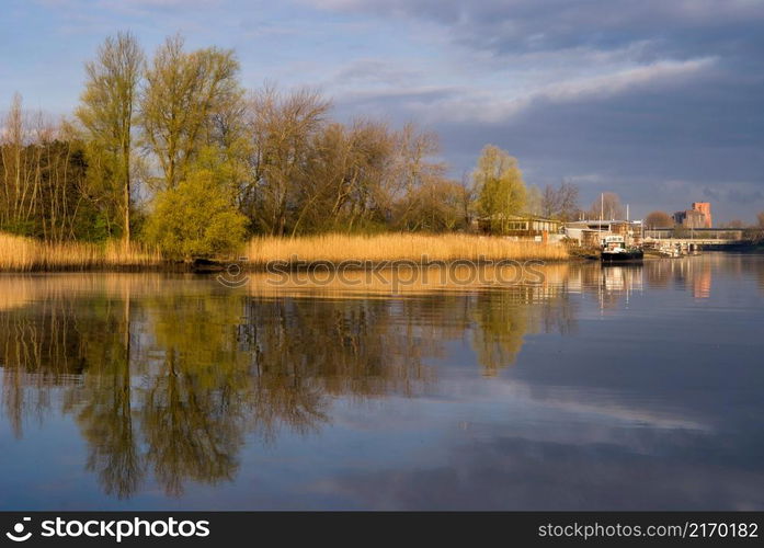 Reeds light up in the morning light at the river Wantij near the Dutch city Dordrecht. Reeds light up in the morning light at the river Wantij near Dordrecht